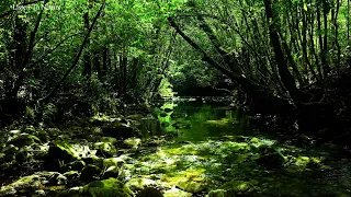 Fantastic Melodies of Nature, birds chirping.Relaxing forest Sounds.Babbling Brook. ASMR