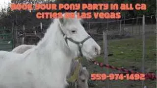 Pony rides in Ca on Wild Bill's beautiful white horse Snow Flake