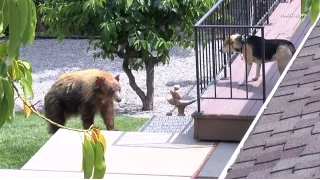 Black bear gets into an argument with a dog after breaking into a home in Bradbury, California.