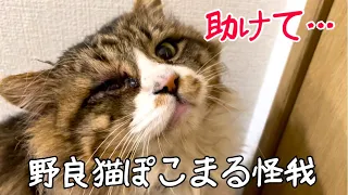 野良猫ぽこまる ケガをして目も開きません…保護して病院へ