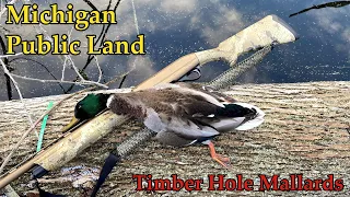 Hunting Stud Mallards in a Timber Hole