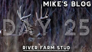 5.5 Year Old River Farm Studs, TWO SHED BUCKS In December | Mike's Blog