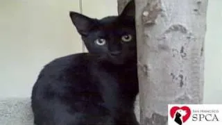 5 Reasons Why You Should Adopt a Black Cat (Black Cats are Good Luck!) Video