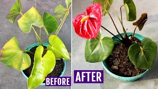 Anthurium Leaves Turning Yellow? Here's The QUICK Solution!