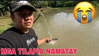 Mga Tilapia namatay lumutang sa Bagong mini Laki....Sayang ang lalaki na nila