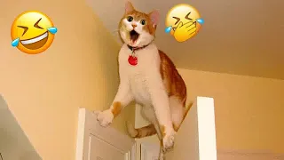 🐱🤣 Funniest Dogs and Cats 🐱🤣 Funny Animal Moments 2024 #15