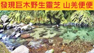 發現巨木野生靈芝 山羌在樹下便便 @苦花隨便釣就一堆