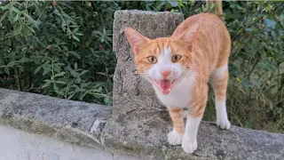 Hungry stray cats meow loudly and ask for food.