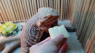 Dragon food. Lizard enjoys her meal