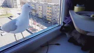 Прикол Кот разговаривает с чайкой. Cat talks to seagull