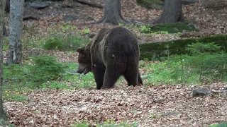 JAV máj 2022 GAŠPAR