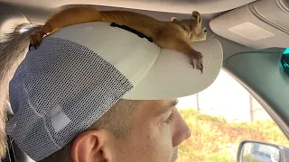 Чип дома 🙏 Живой без приключений не обошлось 😇☝️#squirrel #funny #youtubeshorts #youtube #video