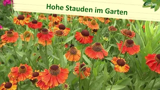 Hohe Stauden im Garten | MDR