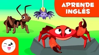 Los artrópodos para niños EN INGLÉS - Animales invertebrados - Ciencias naturales para niños