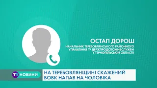 Тернопільщина: скажений вовк напав на людину