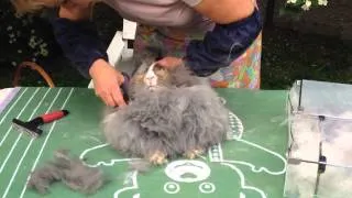 Как подстричь ангорского кролика