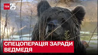 🐻 Унікальна спецоперація заради ведмедя: контужена тварина повільно помирала під обстрілами