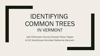 Tree Identification for Beginner Naturalists