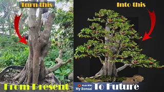 Wild Lemon Bonsai (Lime Berry) (Triphasia trifolia)