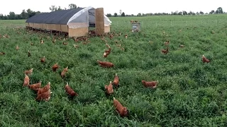 How We Move 1,000 Hens To Fresh Pasture Every Day