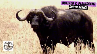 Hunt for South Africa Plainsgame & Dangerous Buffalo