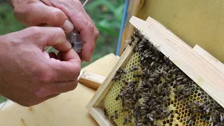 Selection of queen bees