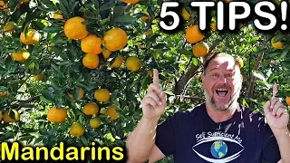 5 Tips How to Grow a TON of Mandarins on Just One Tree Organically