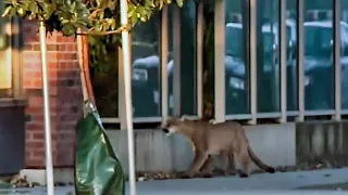 Mountain Lion Rescued Roaming San Francisco Streets