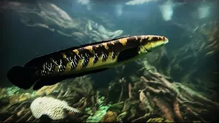 TOP 3 IKAN PREDATOR *PALING MUDAH* DI PELIHARA