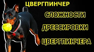 Цвергпинчер Дрессировка цвергпипчера Занятие с цвергпипчером в домашних условиях Порода цвергпипчер