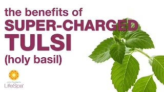 The Benefits of Super-Charged Tulsi (Holy Basil) | John Douillard's LifeSpa