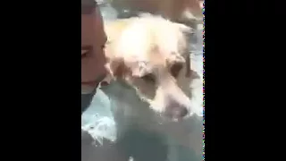 Пёс пускает пузыри