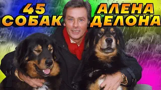 45 собак Алена Делона