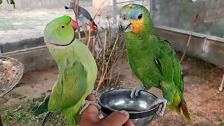 Indian Ringneck Parrot Greet Baby Amazon Parrot