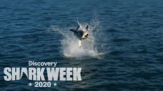 Drone Captures Epic Shark Breach! | Shark Week