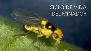 Ciclo de vida del minador