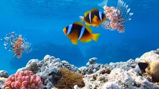 Подводный мир Шарм Эль Шейх, Египет  🦑  Красное море  🐡  Red Sea 🐟 Sharm El Sheikh 🐠 Naama Bay