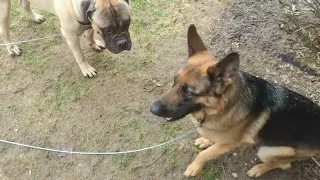 Bullmastiff vs German Shepherd