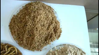 Dried Mealworm /Mealworm powder/Mealworm protein powder/Mealworm Oil