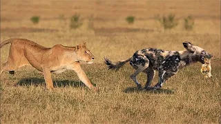 Madres Animales Que Salvaron A Sus Crías En El Momento Exacto !