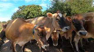 Cottage Dairy Farm Jersey