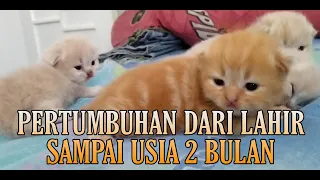 LUCUU & MENGGEMASKAN.!! Perkembangan Anak Kucing Dari Lahir Sampai Usia 2 Bulan