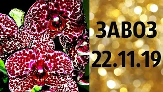 🌸Продажа орхидей по Украине. (завоз 22. ноя. 19 г.) Отправка в любую точку. ЗАМЕЧТАТЕЛЬНЫЕ КРАСОТКИ