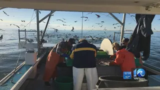 What a catch: Seeing success, Virginia Beach shrimp season is extended