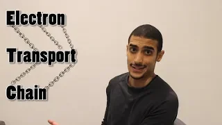 Electron transport chain  شرح بالعربي