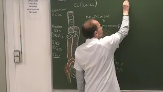 Thorax 7 - Médiastin postérieur : œsophage, aorte descendante, conduit thoracique (cours 2021)