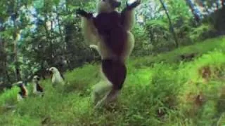 Lemurs - "Jump Around"