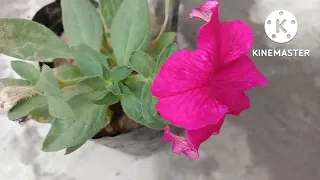 pink petunia flower | petunia flower plant