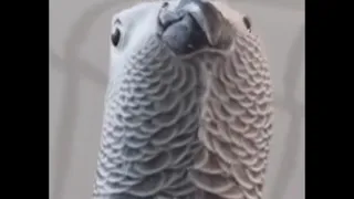 Bird making Samsung notification sounds - with a secret effect