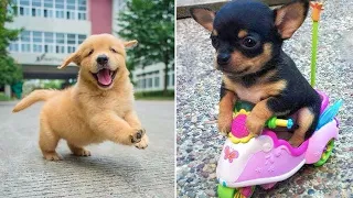 Baby Dogs 🔴 Cute and Funny Dog Videos Compilation #19 | 30 Minutes of Funny Puppy Videos 2022